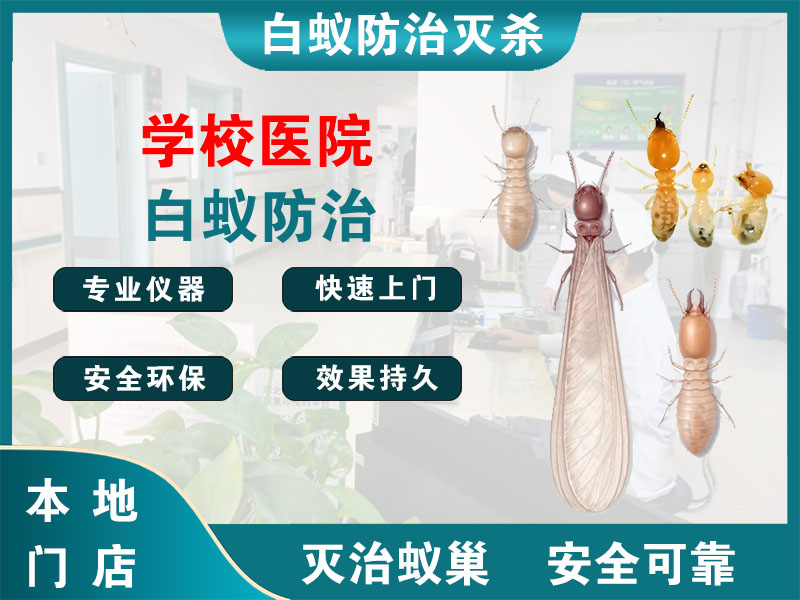 乐清学校医院白蚁防治