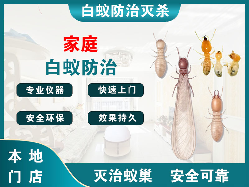 乐清家庭白蚁防治