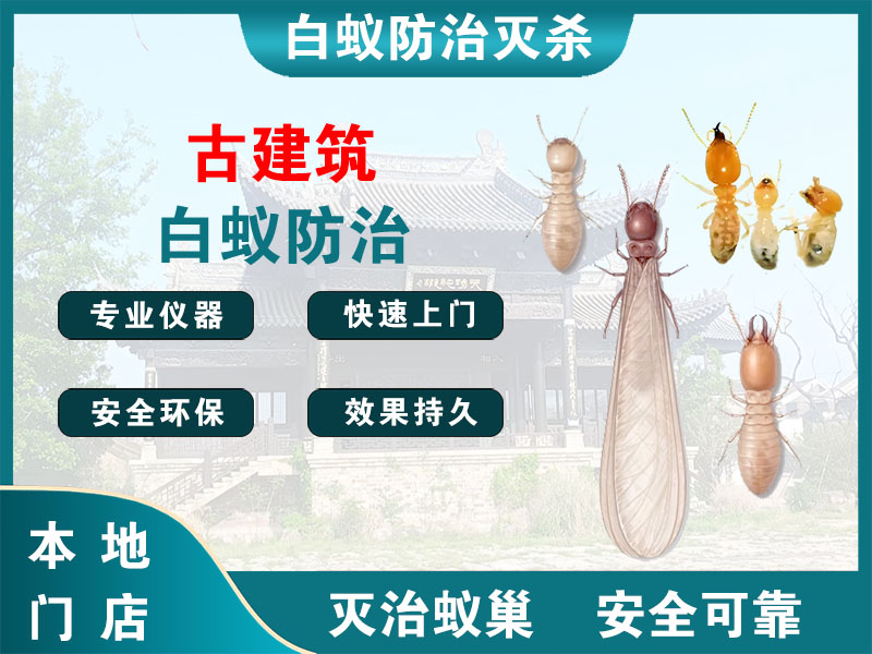 乐清古建筑白蚁防治