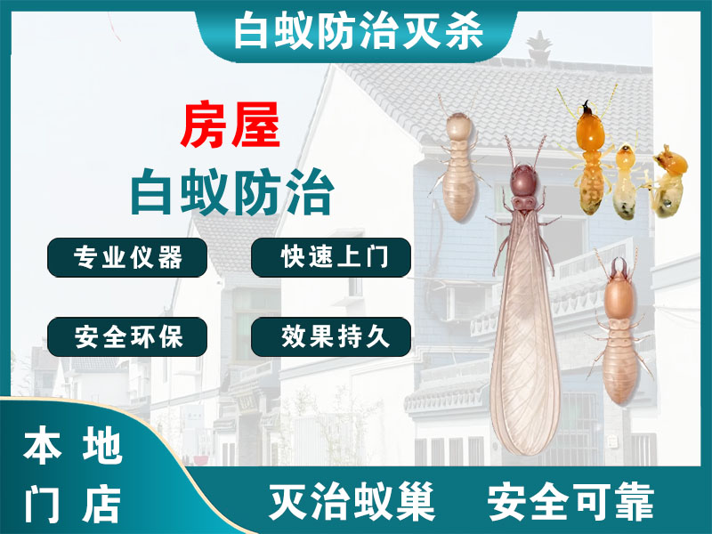 乐清房屋白蚁防治